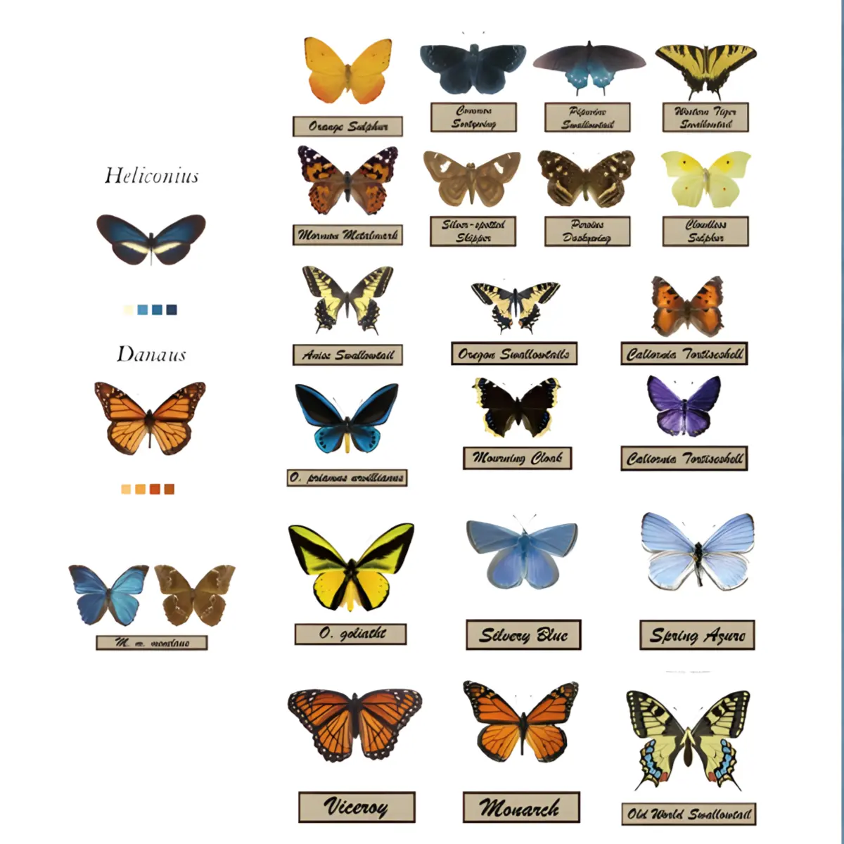 A display of the various colorful butterfly species included in the Butterfly House DIY Book Nook Kit for adults.